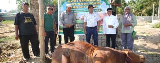 Sapi Kurban Bantuan Presiden Prabowo Disembelih di Ponpes Iman Saleh Inuman