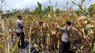 Polsek Tanah Putih Panen Jagung di Lahan Satu Hektare Dukung Ketahanan Pangan