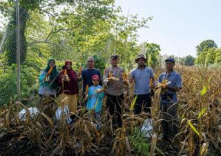 Sinergi Polri dan Petani, Panen Jagung Hibrida di Batang Duku Berhasil Melimpah