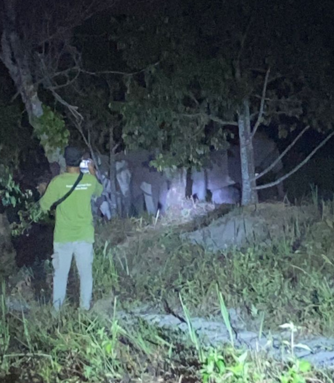 Kawanan 12 Gajah Liar Masuk Kebun Warga di Rumbai, Tim Gabungan Turun Tangan