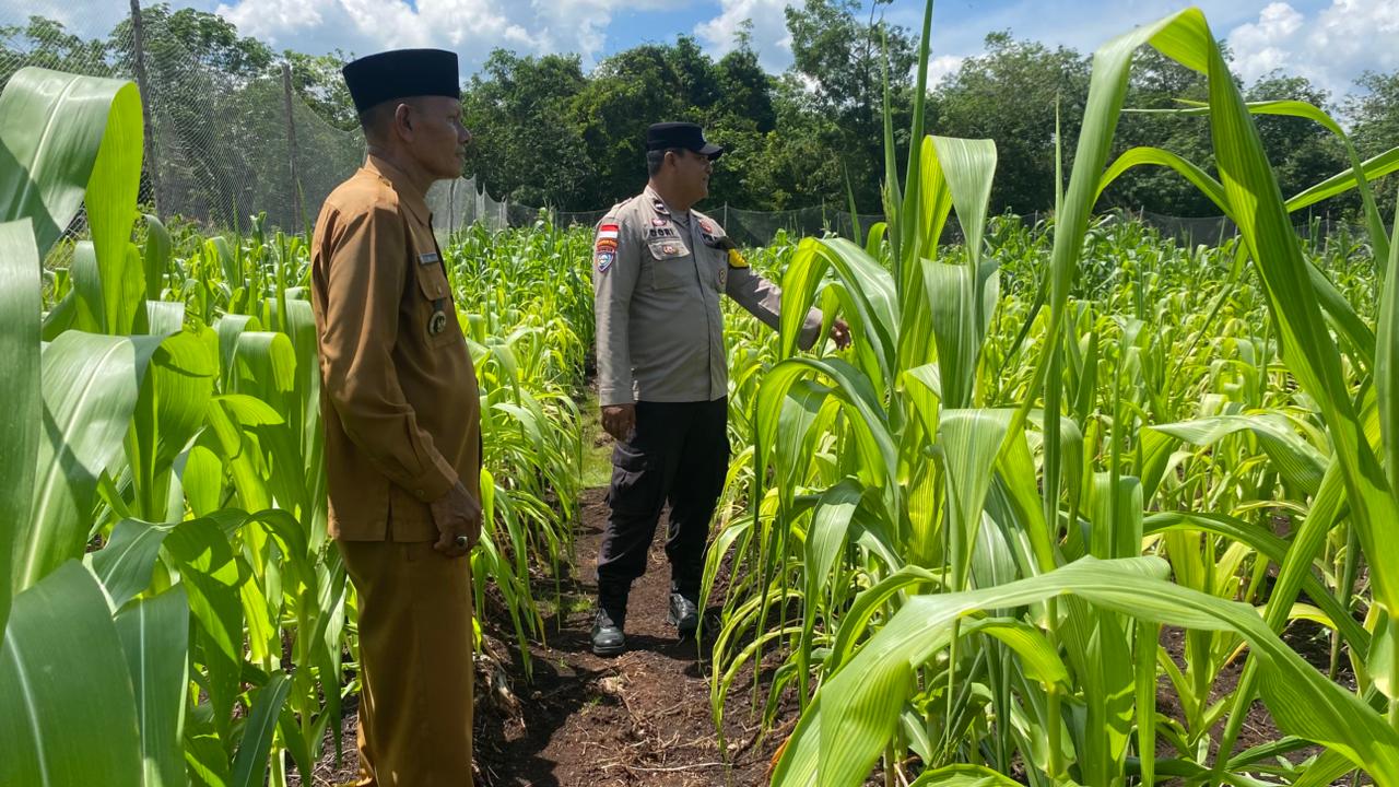 Dukung Ketahanan Pangan, Bhabinkamtibmas Bengkalis Pantau Lahan Jagung Kelompok Tani