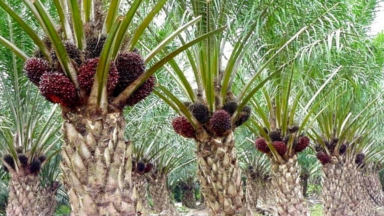 Dipicu Pelemahan CPO dan Kernel, Harga Sawit Plasma Riau Terkoreksi Pekan Ini