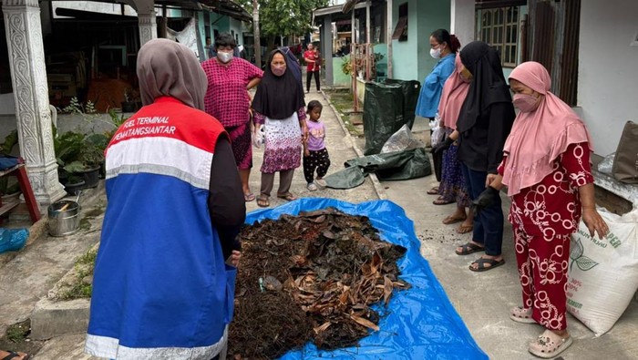 Warga Pesisir Dumai Beralih ke Budidaya Ikan Nila, Panen Setiap 4-6 Bulan