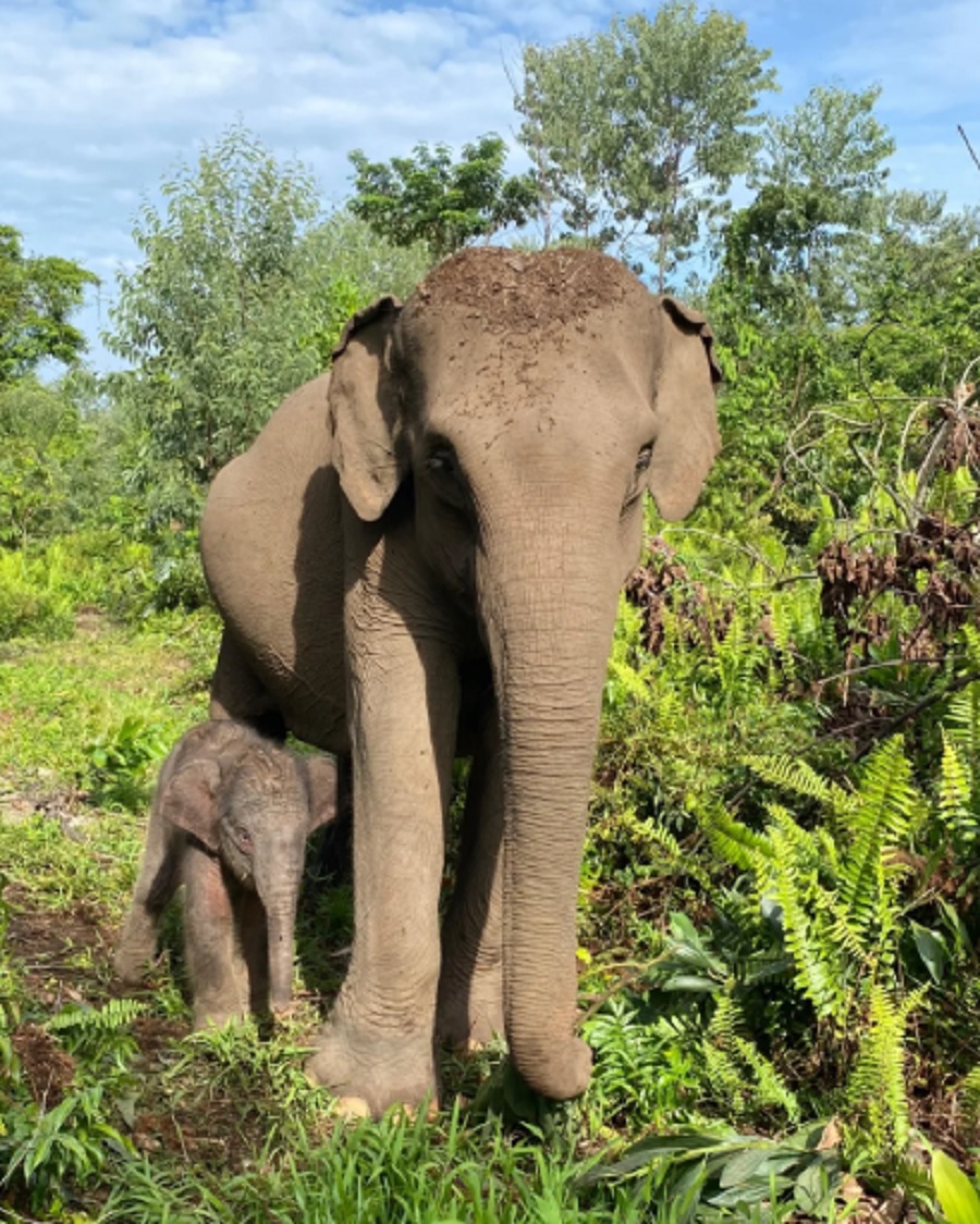 Anak Gajah Sumatera Lahir di Tesso Nilo, Jadi Harapan Baru Konservasi Satwa Langka