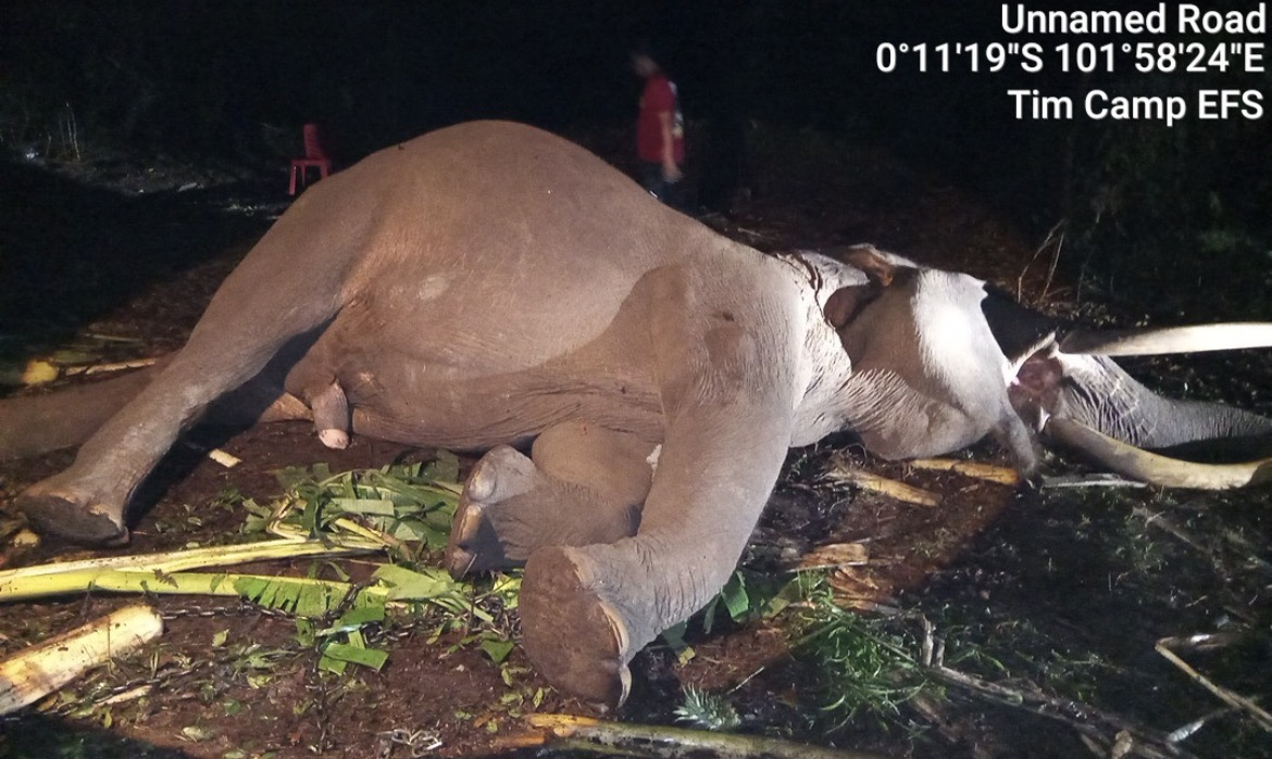 Gajah Jinak Indro Mati, Dunia Konservasi Riau Berduka