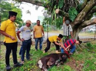 Fraksi Golkar DPRD Kampar Salurkan Empat Hewan Kurban di Hari Raya Iduladha