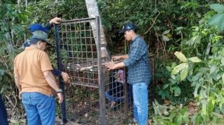 BBKSDA Riau Pasang Kandang Jebak Usai Beruang Madu Muncul di Permukiman Warga Pelalawan