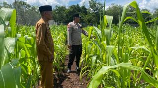 Dukung Ketahanan Pangan, Bhabinkamtibmas Bengkalis Pantau Lahan Jagung Kelompok Tani