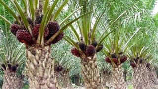 Dipicu Pelemahan CPO dan Kernel, Harga Sawit Plasma Riau Terkoreksi Pekan Ini