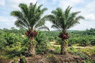 Harga Sawit Plasma Riau Naik Tipis, Usia 9 Tahun Tembus Rp3.785 per Kg