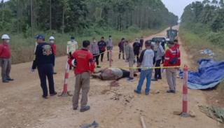 Tapir Jantan Ditemukan Mati di Koridor PT RAPP Kuansing, BBKSDA Riau Duga Akibat Tertabrak Kendaraan