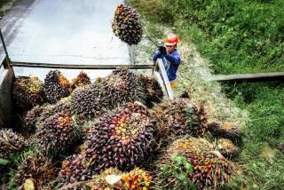 Harga TBS Sawit Mitra Swadaya Riau Naik Tipis, Umur 9 Tahun Tembus Rp3.707,61 per Kg