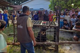 Beruang Madu Masuk Permukiman di Pelalawan, BBKSDA Riau Evakuasi dan Lepasliarkan ke Habitat Alami