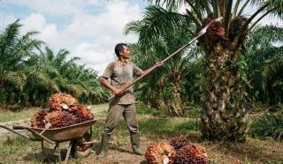 Harga TBS Sawit Mitra Swadaya Riau Naik, Usia 9 Tahun Capai Rp3.781,37 per Kg