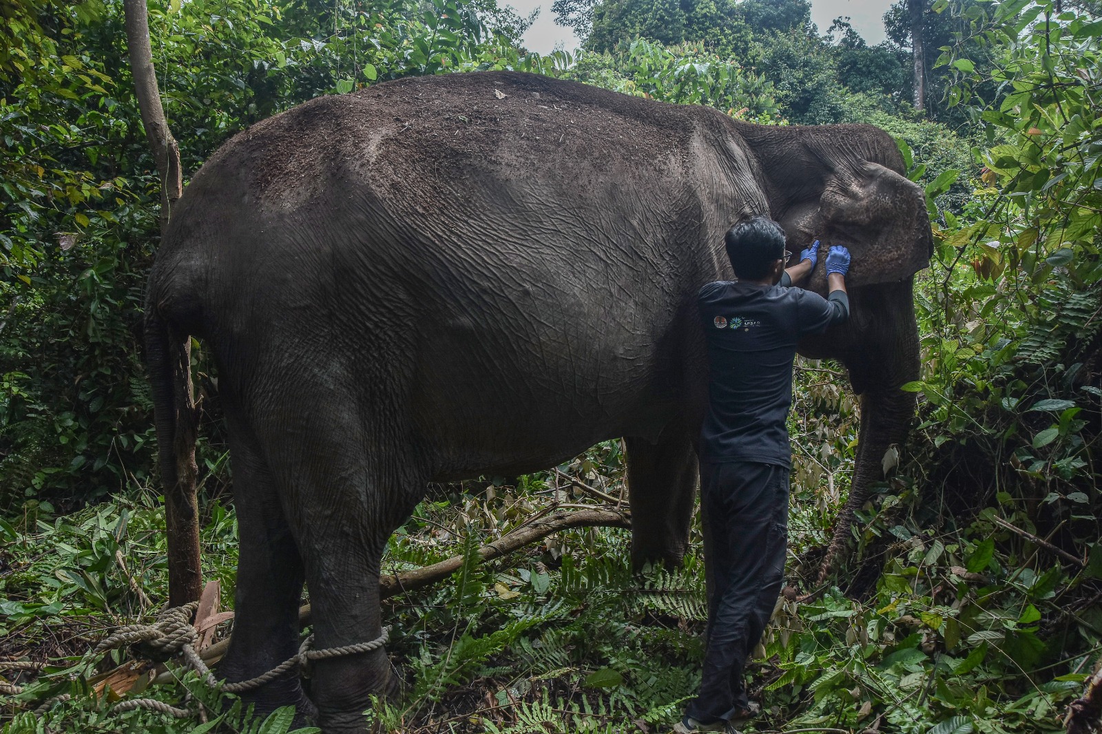 Gajah Betina Berusia 60 Tahun di Pelalawan Tetap Bertahan Hidup di Alam Liar