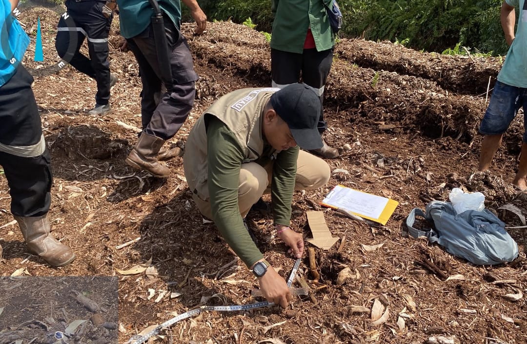 Bocah Perempuan Usia 12 Tahun di Pelalawan Tewas Diterkam Harimau Sumatera