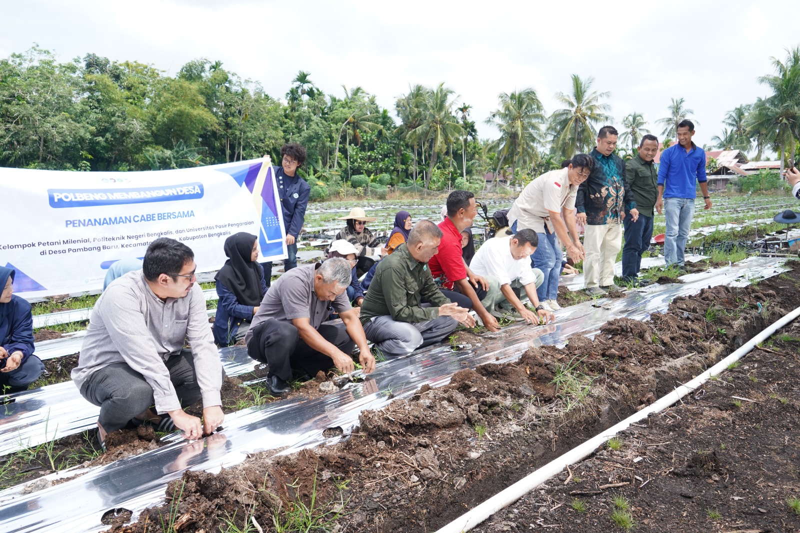 Polbeng Tanam 12 Ribu Bibit Cabai, Dorong Ketahanan Pangan Desa dengan Teknologi Tepat Guna