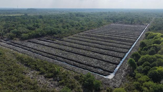 Polda Riau Turun Tangan Selidiki Dugaan Perusakan Kawasan Mangrove di Pasir Limau Kapas