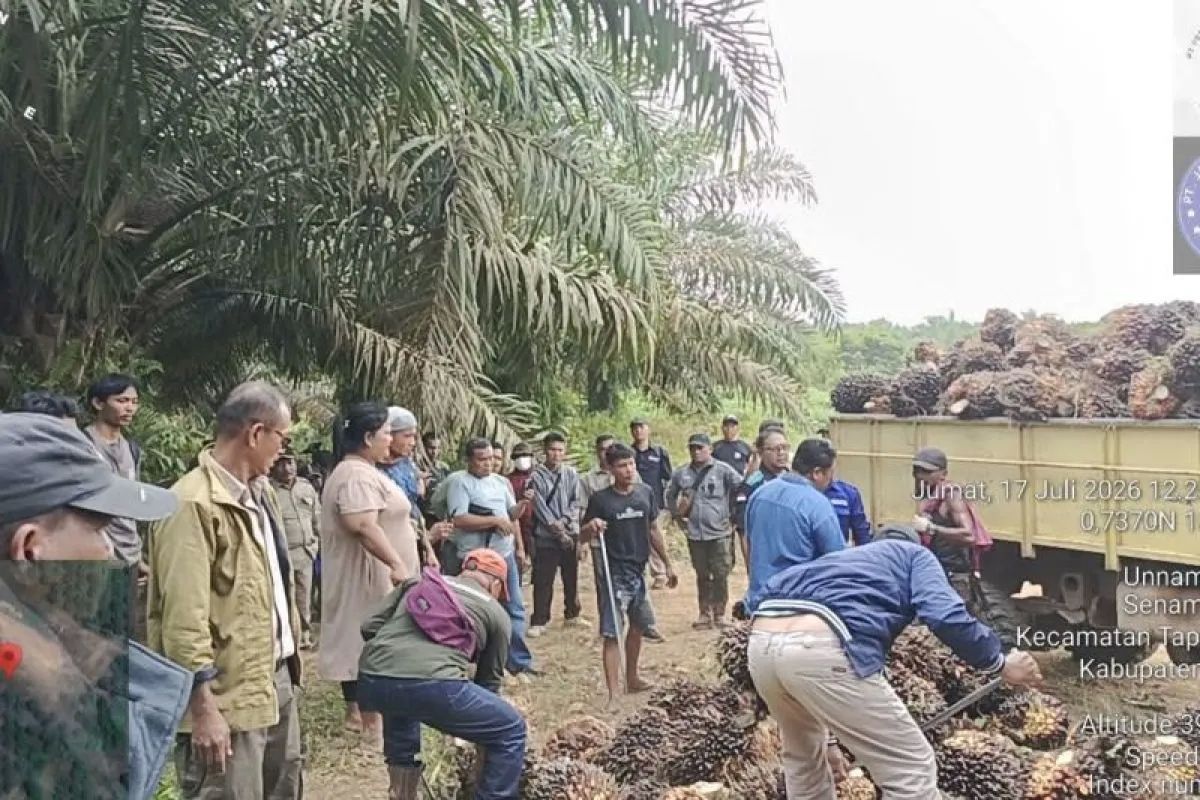 PTPN IV Gagalkan Penjarahan 4,5 Ton Sawit di Kampar, Dua Terduga Otak Pelaku Dilaporkan ke Polisi