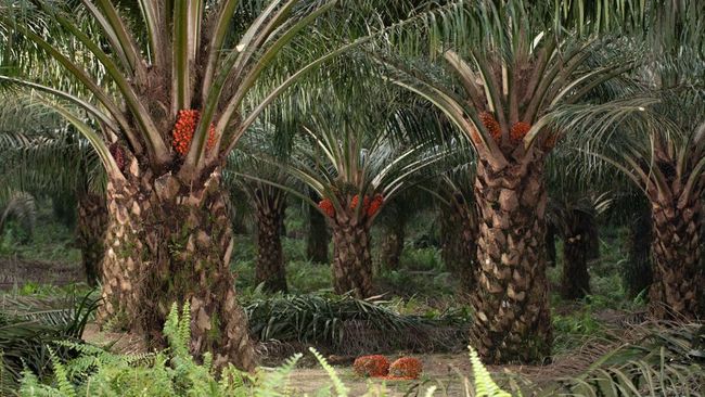 Harga TBS Mitra Swadaya Riau Naik, Tanaman Umur 9 Tahun Tembus Rp3.846 per Kilogram