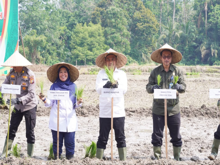 Bupati Kampar Canangkan Gerakan Tanam Padi, Dorong Pertanian Modern dan Swasembada Pangan