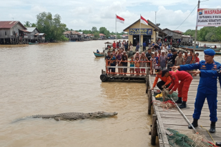 Buaya 4 Meter Gegerkan Tembilahan, Petugas Minta Warga Waspada