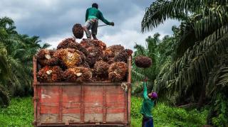 Harga TBS Mitra Swadaya Riau Naik, Tembus Rp3.832,75 per Kg