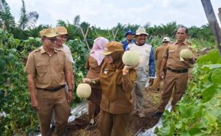 Lahan Gambut Disulap Jadi Kebun Melon, Bupati Siak Apresiasi Inovasi Petani