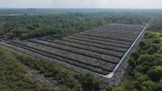 Polda Riau Turun Tangan Selidiki Dugaan Perusakan Kawasan Mangrove di Pasir Limau Kapas