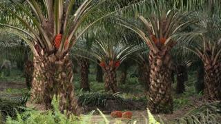 Harga TBS Mitra Swadaya Riau Naik, Tanaman Umur 9 Tahun Tembus Rp3.846 per Kilogram