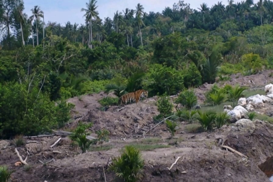 BBKSDA Riau Pasang Kandang Jebak Harimau Sumatera di Inhil, Masyarakat Diminta Tetap Waspada