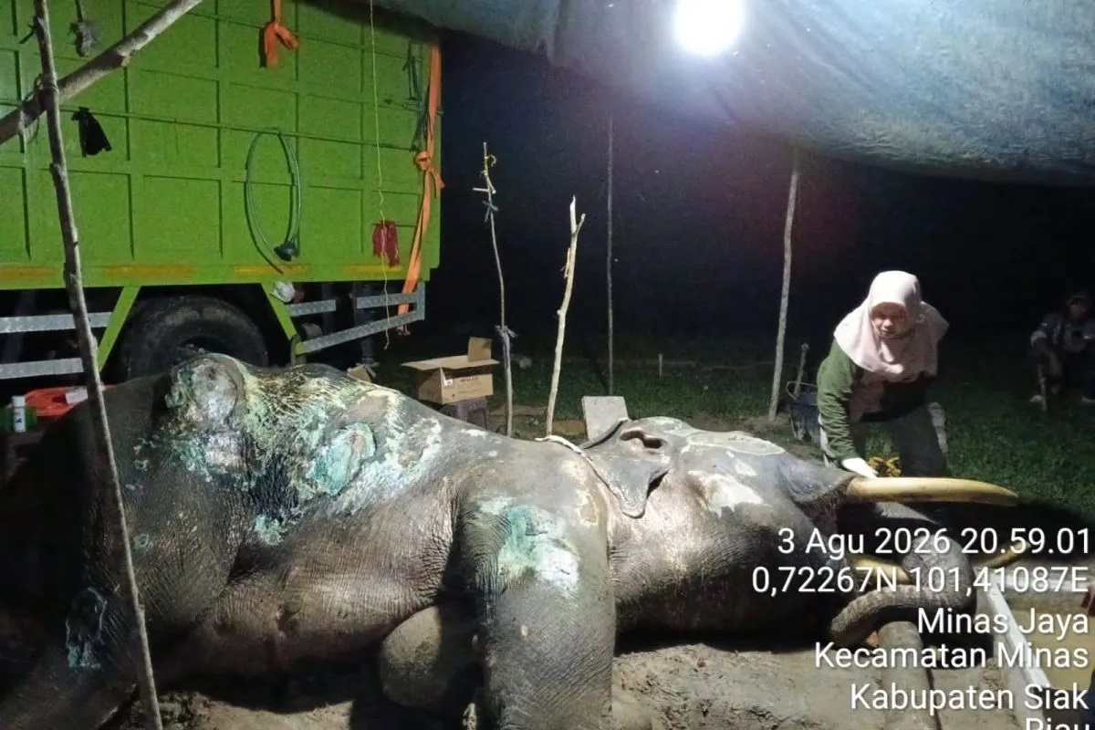 BKSDA Riau Kehilangan Jovi, Gajah Penjinak Konflik Manusia dan Satwa