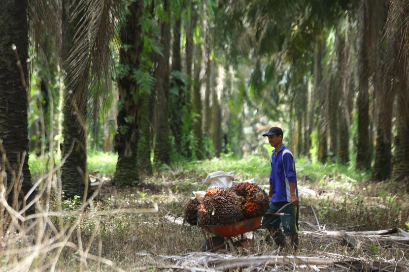 Harga Sawit Riau Kembali Turun, TBS Umur 9 Tahun Jadi Rp3.874 per Kg