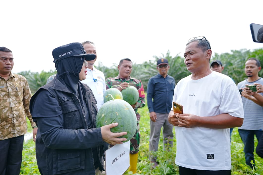 Panen Semangka di Sungai Apit, Bupati Afni Soroti Manfaat Dana Desa bagi Warga