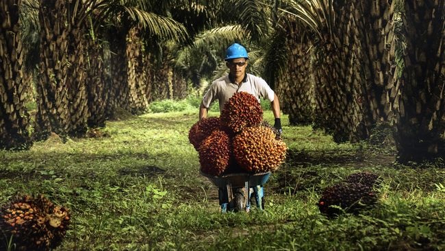 Harga TBS Sawit Mitra Plasma Riau Naik, Tembus Rp3.945 per Kg