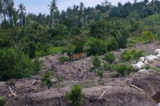 BBKSDA Riau Pasang Kandang Jebak Harimau Sumatera di Inhil, Masyarakat Diminta Tetap Waspada