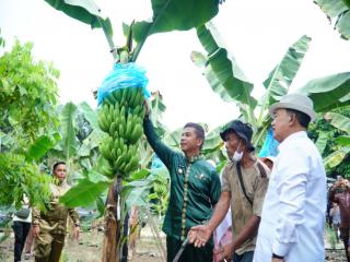 Bupati Kampar Dukung Pengembangan Pisang Cavendish, Dorong Ketahanan Pangan dan Ekonomi Masyarakat