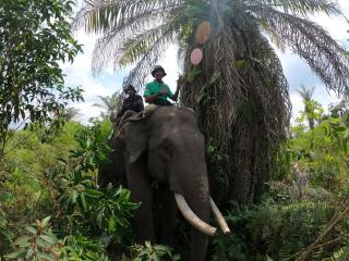 Mengenang Jovi, Gajah Legendaris Penjaga Harmoni Manusia dan Alam di Riau
