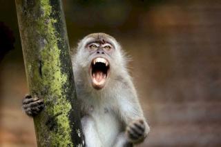 Sekolah di Tembilahan Terapkan Pembelajaran Daring Tiga Hari Akibat Serangan Monyet Liar