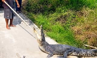 Buaya Muara Naik ke Darat di Desa Undan, Damkarmat Siapkan Proses Evakuasi