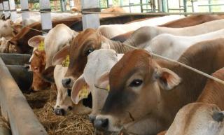 Pemprov Riau Lelang 50 Ekor Sapi, Penawaran Berakhir 11 Agustus