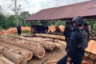 Sempat Jadi DPO, Wanita Diduga Pemodal Sawmill Ilegal Ditangkap Polda Riau