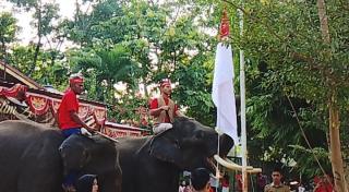 Unik! Gajah Budi dan Valenti Kibarkan Merah Putih di Kasang Kulim Zoo