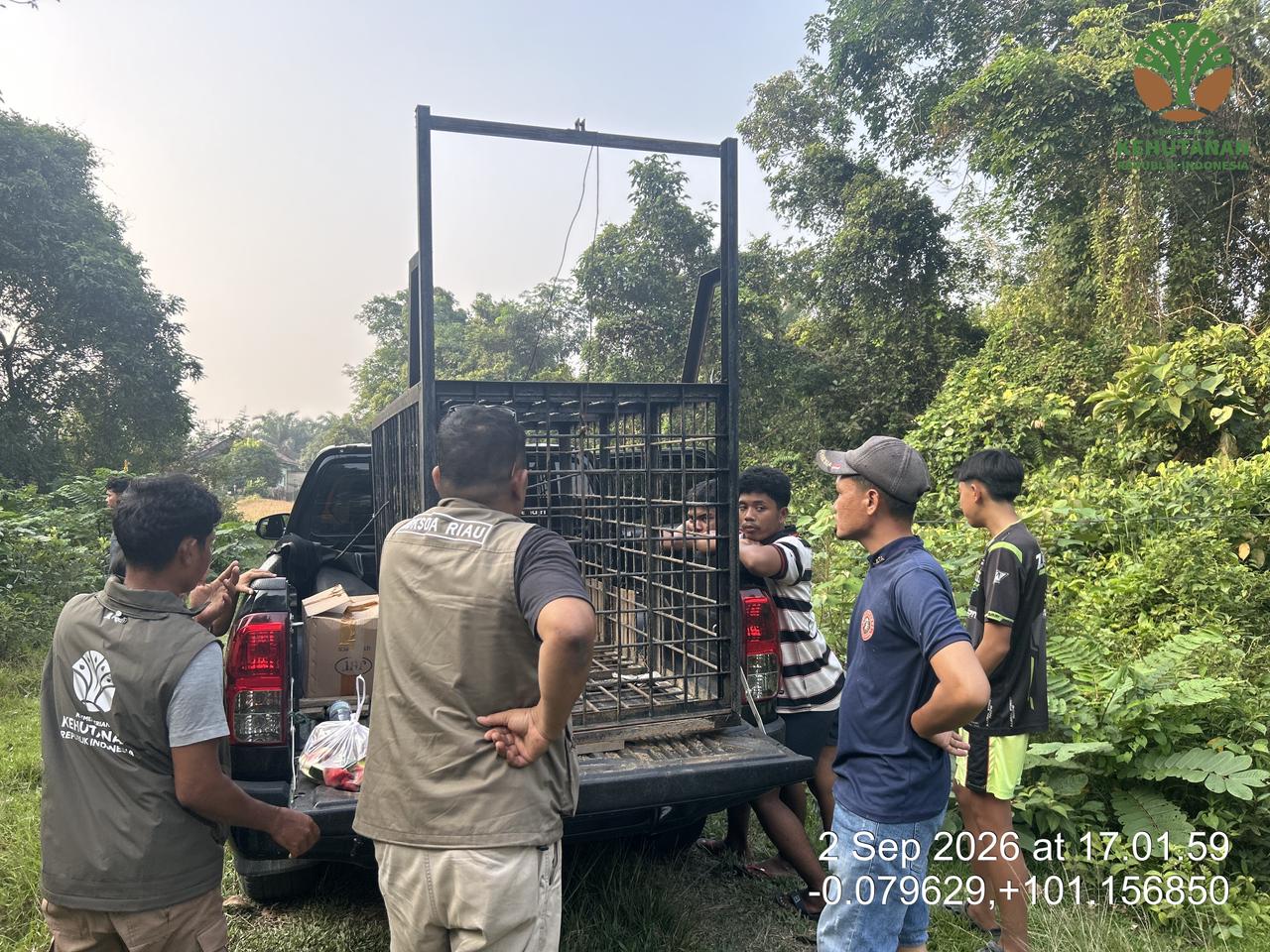BBKSDA Riau Pasang Box Trap, Warga Kuntu Diminta Waspadai Kemunculan Beruang