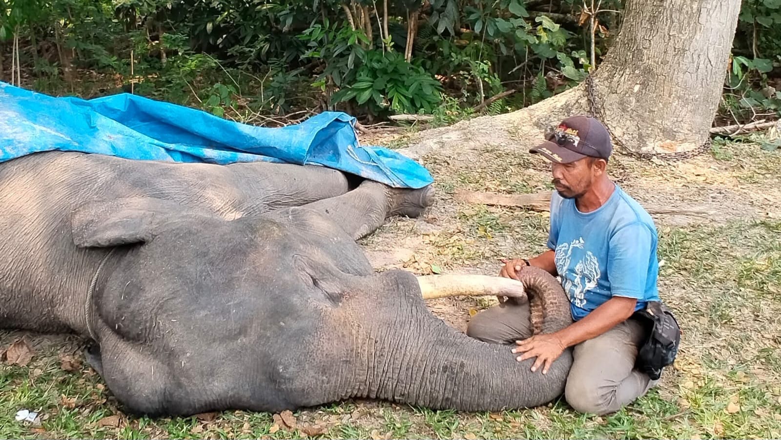 Gajah Diego Mati di PLG Minas, BBKSDA Riau Ungkap Penyebabnya