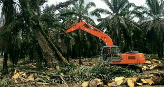 Rp1,9 Triliun Dana PSR Mengalir ke 23.789 Pekebun Sawit Riau