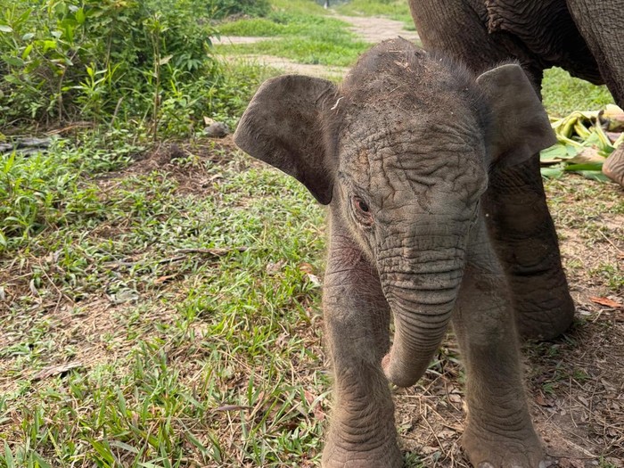 Gajah Lisa Melahirkan Anak Keenam di Tesso Nilo, Bayi Jantan Langsung Berdiri 20 Menit