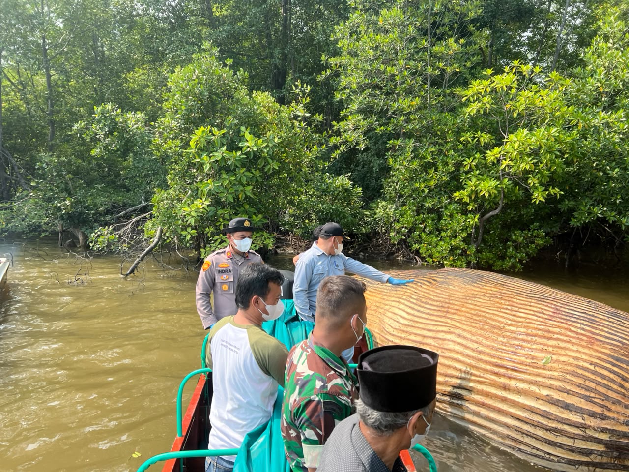 KKP Kirim Sampel Bangkai Paus di Inhil ke BRIN, Jenis dan Penyebab Terdampar Masih Misterius