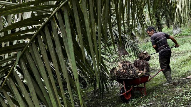 Harga TBS Plasma Riau Turun, Umur 9 Tahun Jadi Rp3.912 per Kg