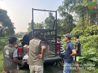 BBKSDA Riau Pasang Box Trap, Warga Kuntu Diminta Waspadai Kemunculan Beruang
